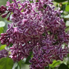 SYRINGA TRICOLOR