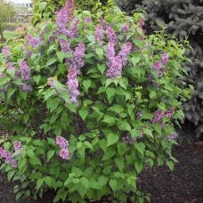 SYRINGA VULGARIS