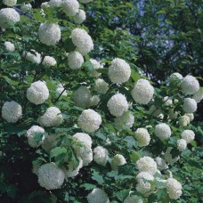 VIBURNUM OPULUS