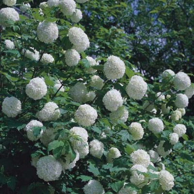 VIBURNUM OPULUS VIBURNUM OPULUS