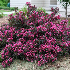 Weigela florida minor "Black" Weigela florida minor "Black"