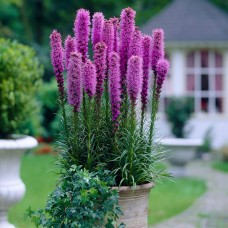 LIATRIS SPICATA