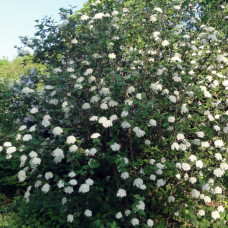 Viburnum lantana Viburnum lantana