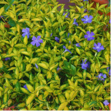 VINCA MINOR VARIEGATA