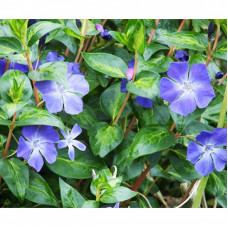 Vinca major maculata