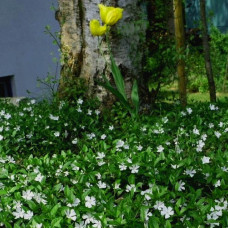 Vinca minor "Alba"