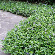 Vinca minor