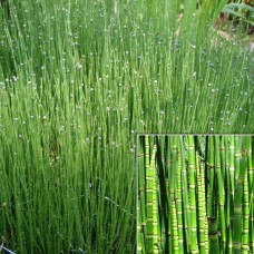 Equisetum scirpoides