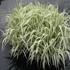 Glyceria maxima variegata