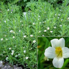 Gratiola officinalis