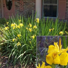 Iris pseudocarus