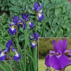 Iris sibirica