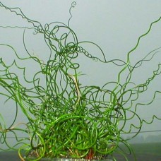 Juncus effusus spiralis