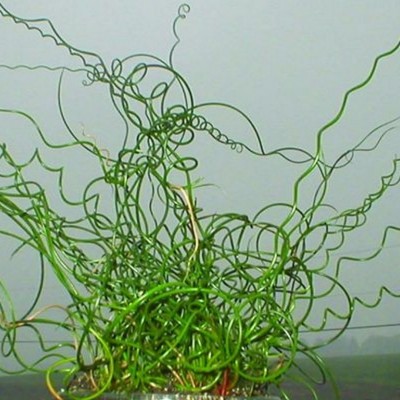 Juncus effusus spiralis