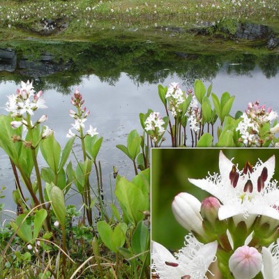 Menyanthes trifoliata