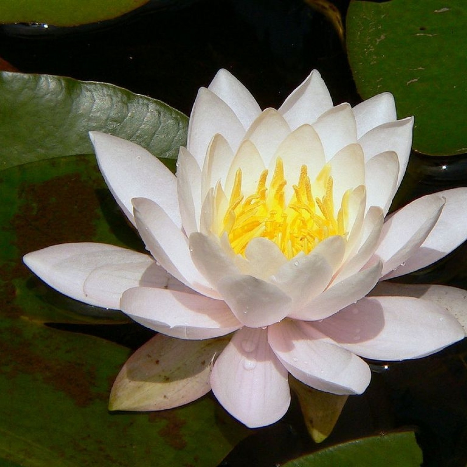 Nymphaea alba - Rasadnik „Jelena”