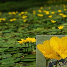 Nymphoides peltata