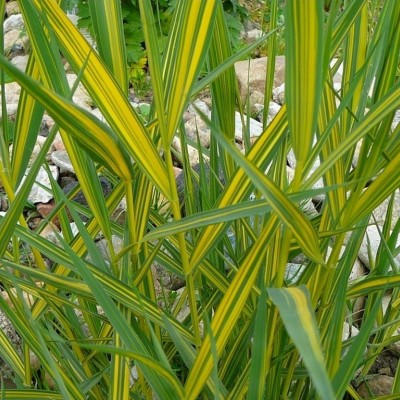 Phragmites australis variegatus