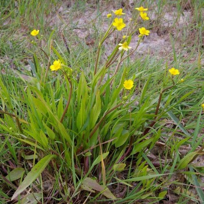 Ranunculus flammula