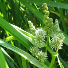 Sparganium erectum