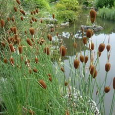 Typha minima