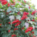 Viburnum trilobum "Marchal"