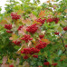 Viburnum trilobum "Marchal"