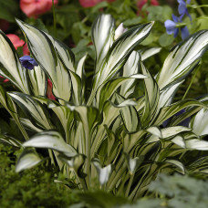 Hosta "Fireworks"