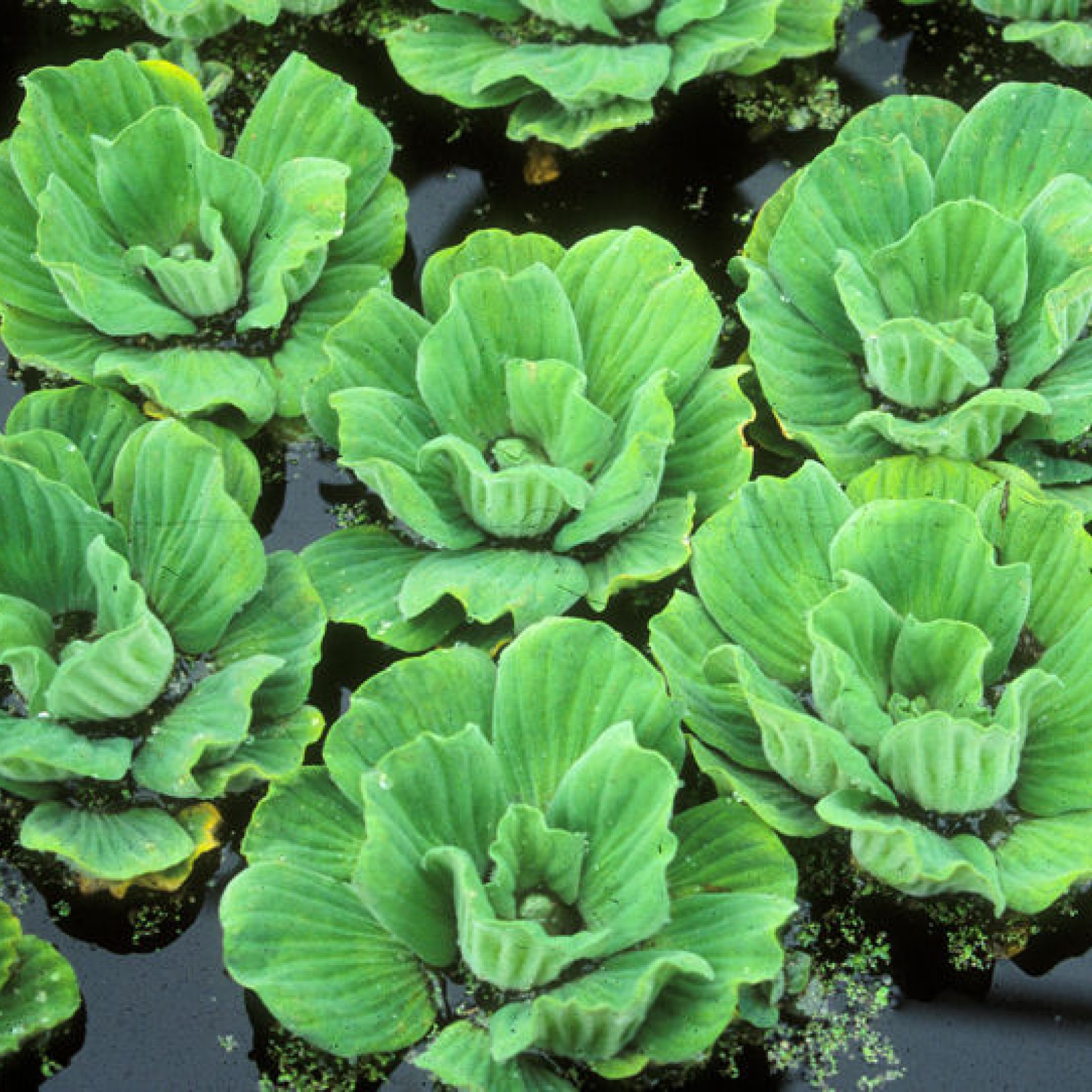 Pistia Stratiotes Uses