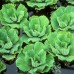 Pistia stratiotes