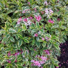 Weigela tricolor