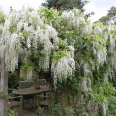 Wisteria floribunda "Alba"