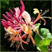 Lonicera Caprifolium Inga