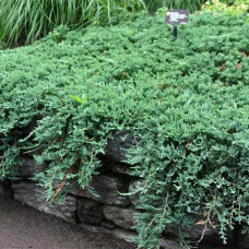 Juniperus "Wiltonii"