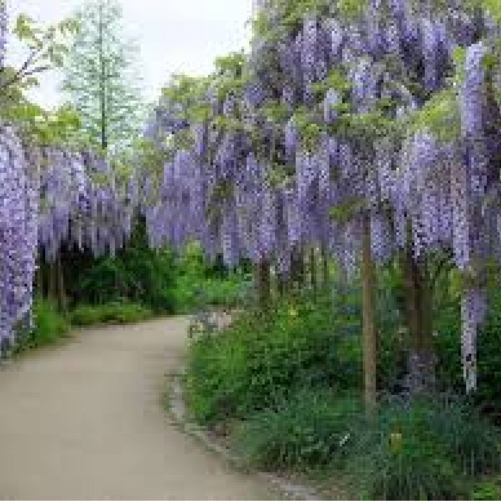 Глициния китайская фото. Глициния Wisteria sinensis. Вистерия китайская Глициния. Глициния китайская Синенсис.