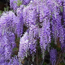 Wisteria prolific