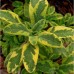 Salvia officinalis "icterina"