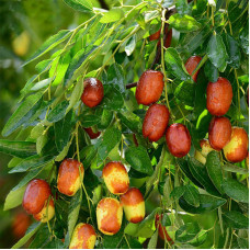 Ziziphus jujuba _ Zizula , Kineska urma