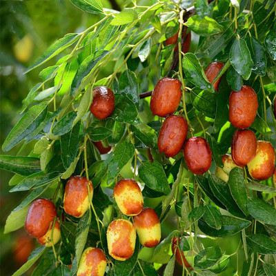 Ziziphus jujuba _ Zizula , Kineska urma