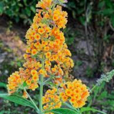 Buddleia yellow