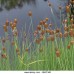 Typha minima