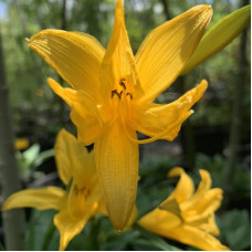 Hemerocallis zuti